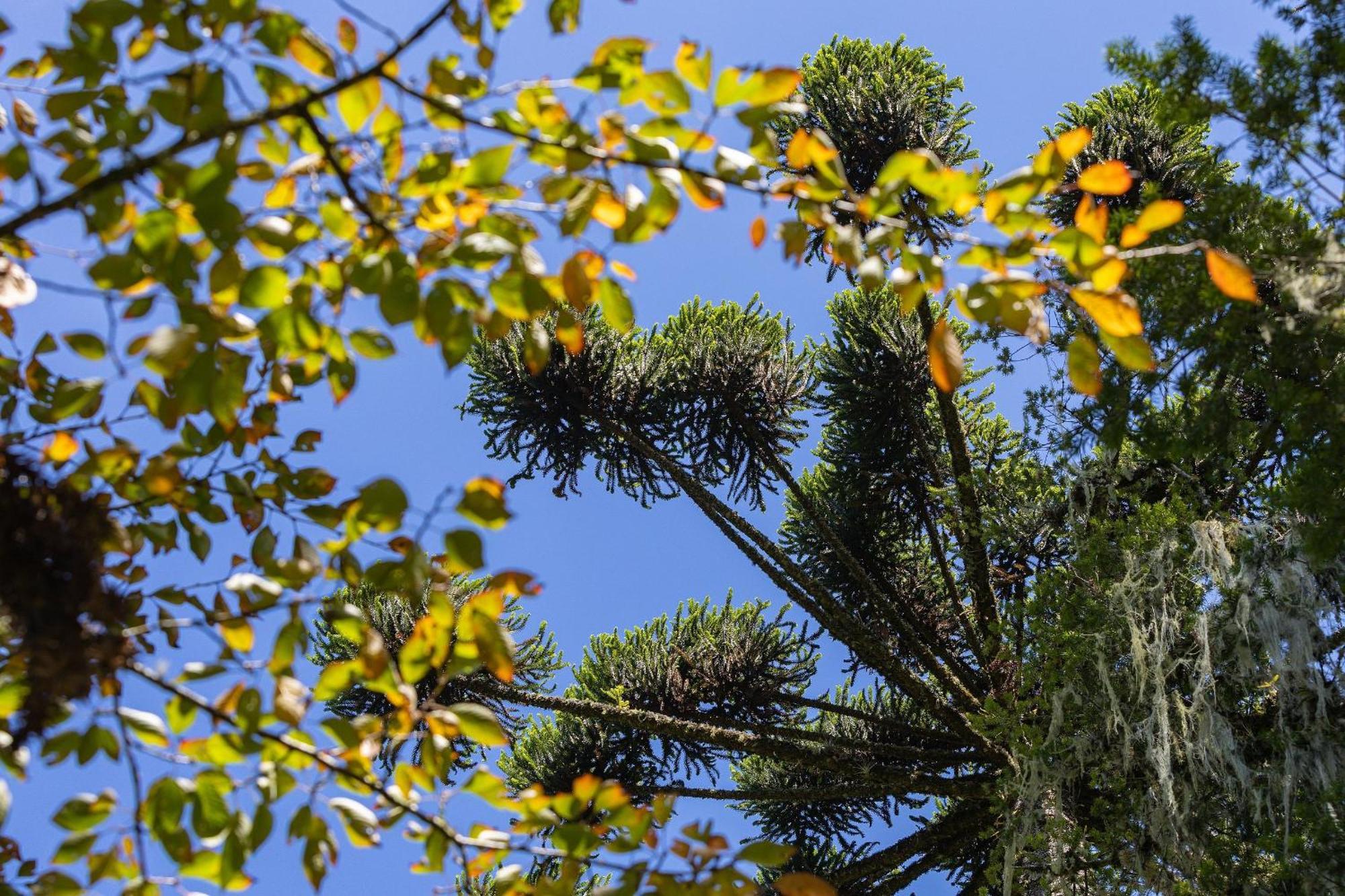 Cabana Suspensa Na Natureza - Regiao Turistica Campos do Jordão المظهر الخارجي الصورة